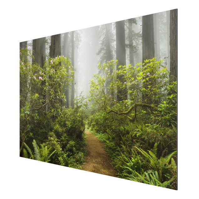 Quadro in alluminio - Misty forest path