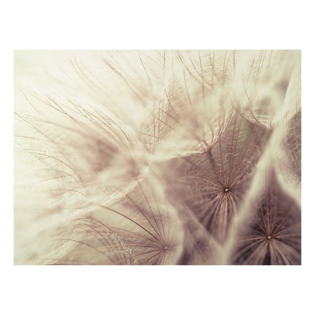 Quadro in alluminio - Detailed dandelions macro shot with vintage blur effect