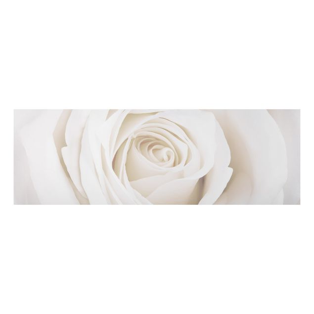 Quadro in alluminio - Pretty White Rose