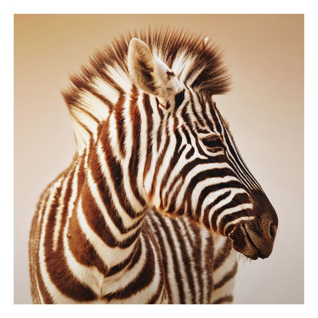 Quadro in alluminio - Zebra Baby Portrait