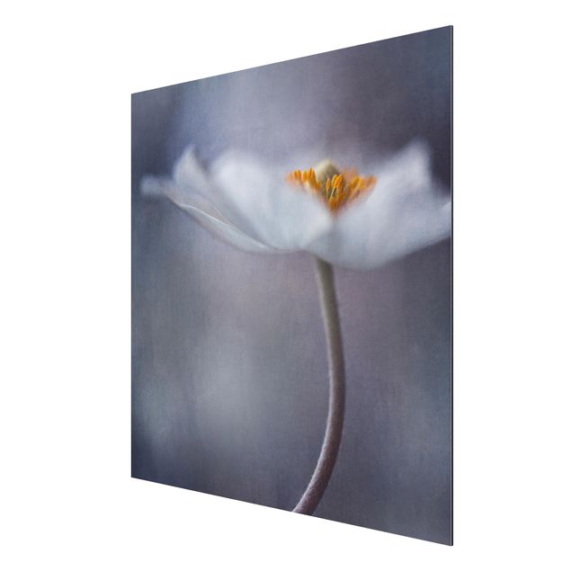 Quadro in alluminio - White Anemones Bloom
