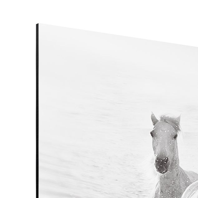 Quadro in alluminio - Cavalli bianchi in mare