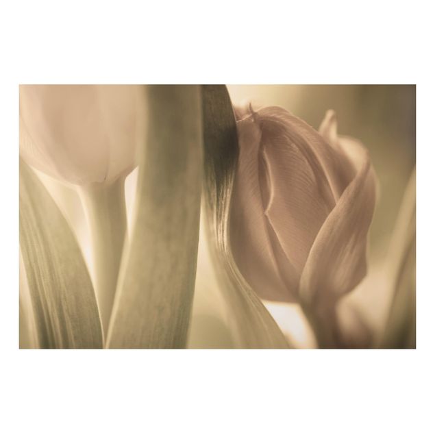 Quadro in alluminio - Delicate Tulips