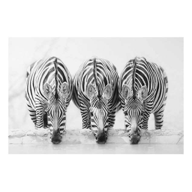 quadri con animali Trio di zebre in bianco e nero