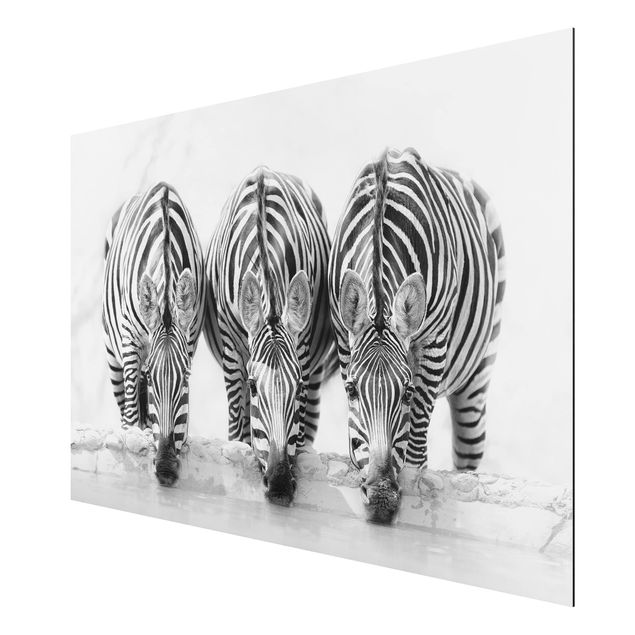 Quadro in alluminio - Zebra Trio in bianco e nero