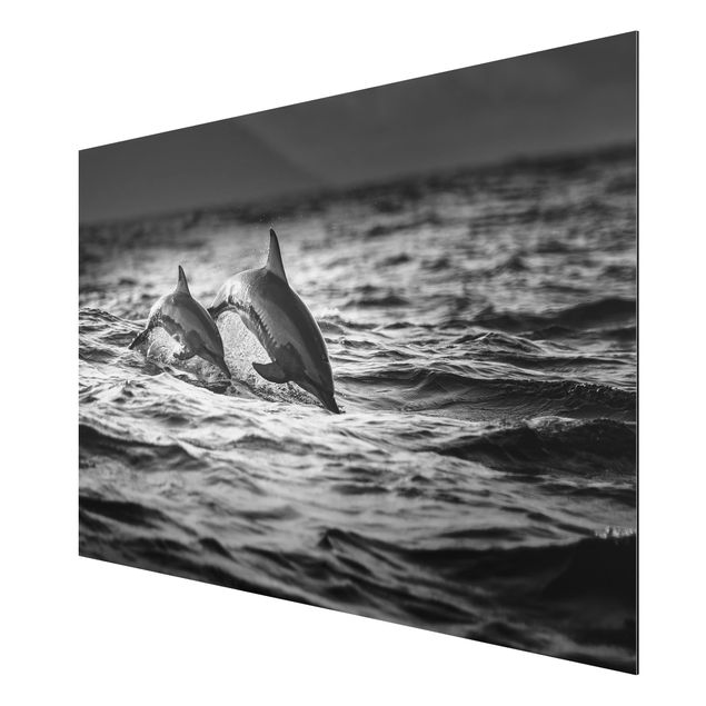 Quadro in alluminio - Due delfini che saltano