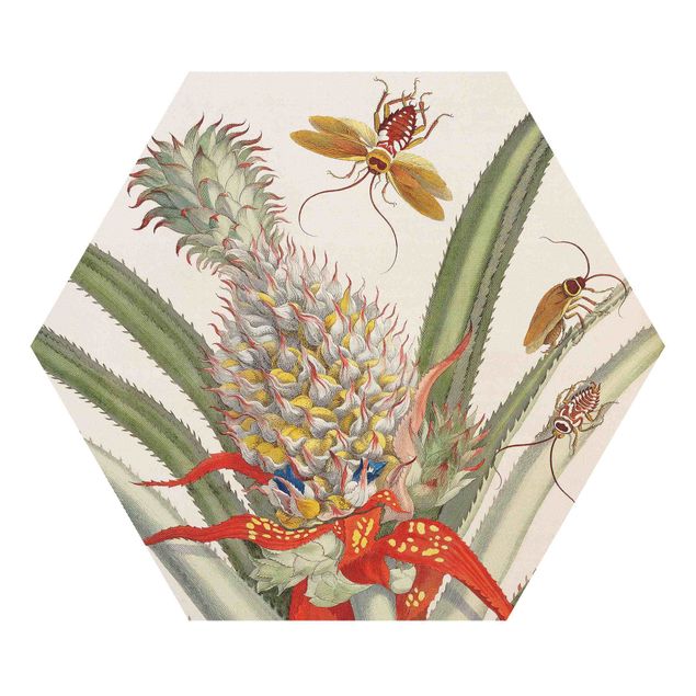 Esagono in forex - Anna Maria Sibylla Merian - Ananas con insetti