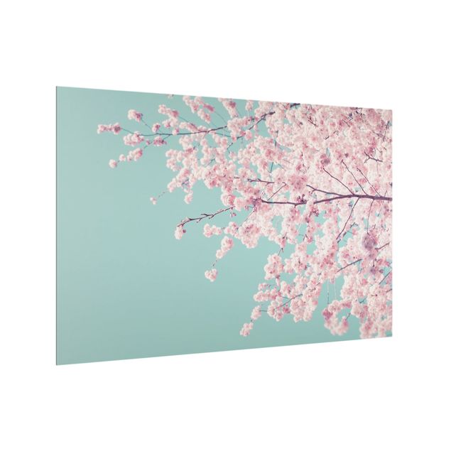 Paraschizzi in vetro - Fiore di ciliegio giapponese - Formato orizzontale 3:2