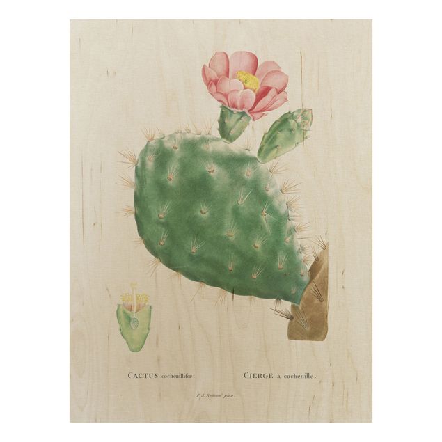 Stampa su legno - Botanica illustrazione d'epoca di fioritura Cactus Rosa - Verticale 4:3