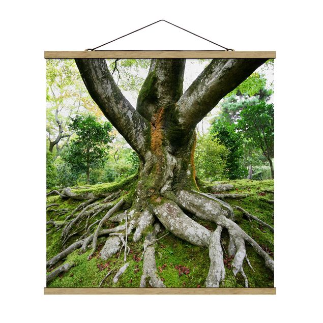 Quadro su tessuto con stecche per poster - vecchio albero - Quadrato 1:1