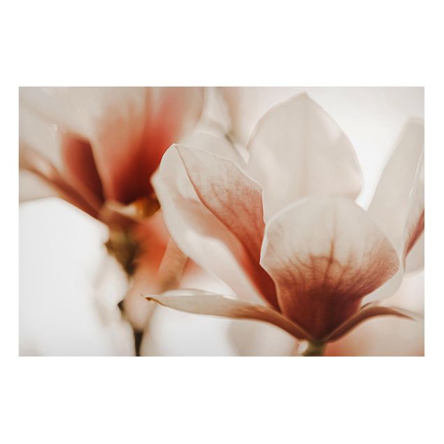 Lavagna magnetica - Fioriture di magnolia delicate nel gioco di luce