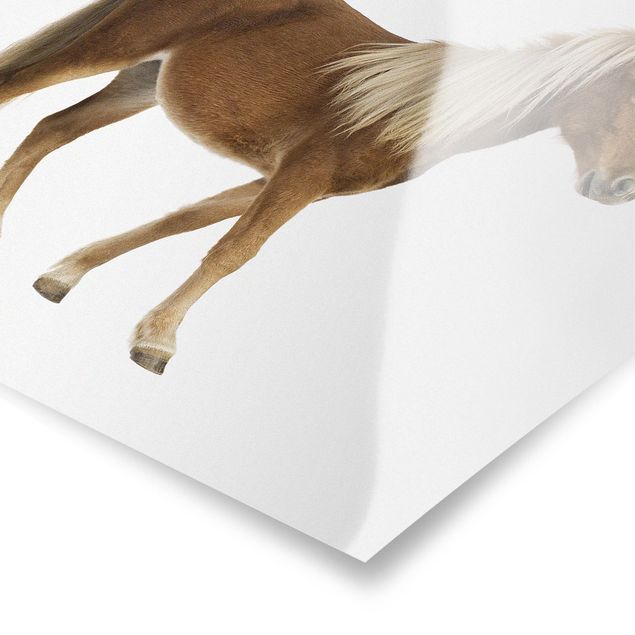 Poster - pony - Quadrato 1:1