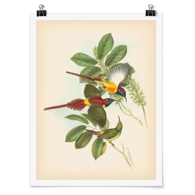 Poster - Illustrazione Vintage Tropical Birds III - Verticale 4:3