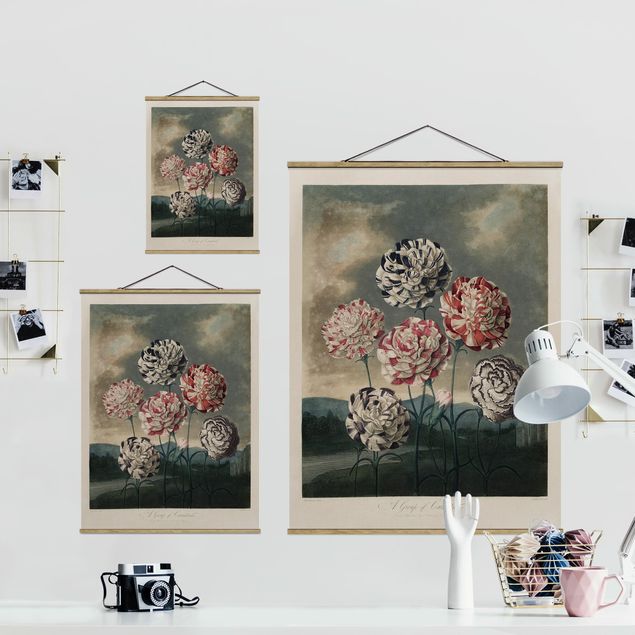 Foto su tessuto da parete con bastone - Botanica illustrazione d'epoca blu e rosso Garofani - Verticale 4:3
