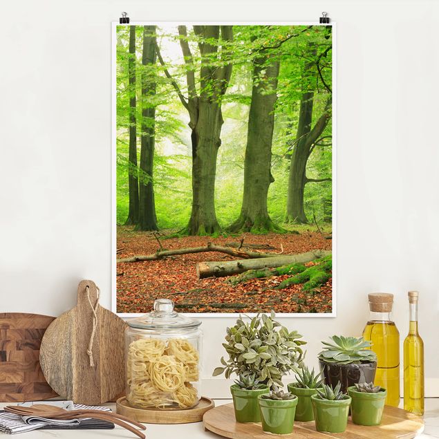 Poster - Mighty Beech Trees - Verticale 4:3