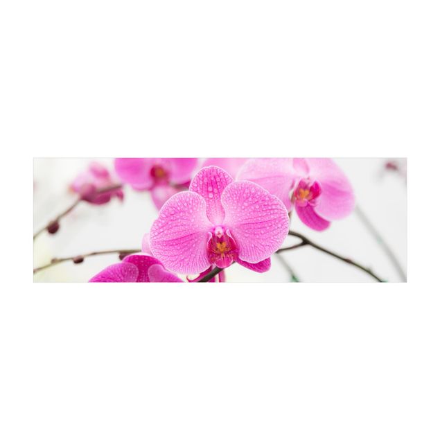 Tappeti fucsia Orchidea ravvicinata