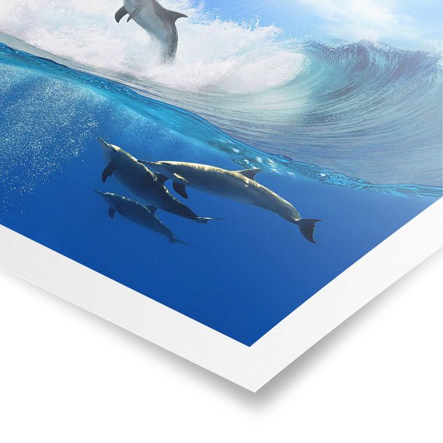 Poster - delfini che giocano - Quadrato 1:1