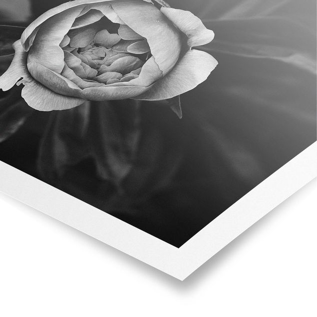 Poster - Peony fiore bianco frontale nero Foglie - Orizzontale 2:3