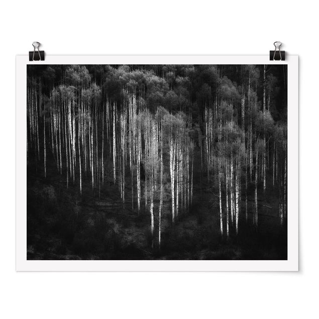 Poster - Birch Forest In Aspen - Orizzontale 3:4