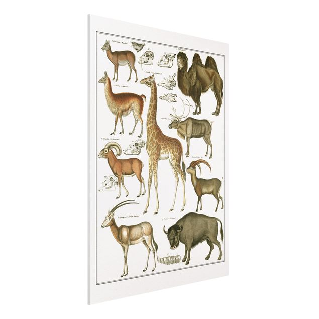 quadri con animali Bacheca Vintage Giraffa, cammello e lama