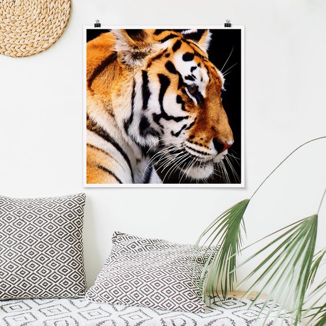Poster - Tiger bellezza - Quadrato 1:1