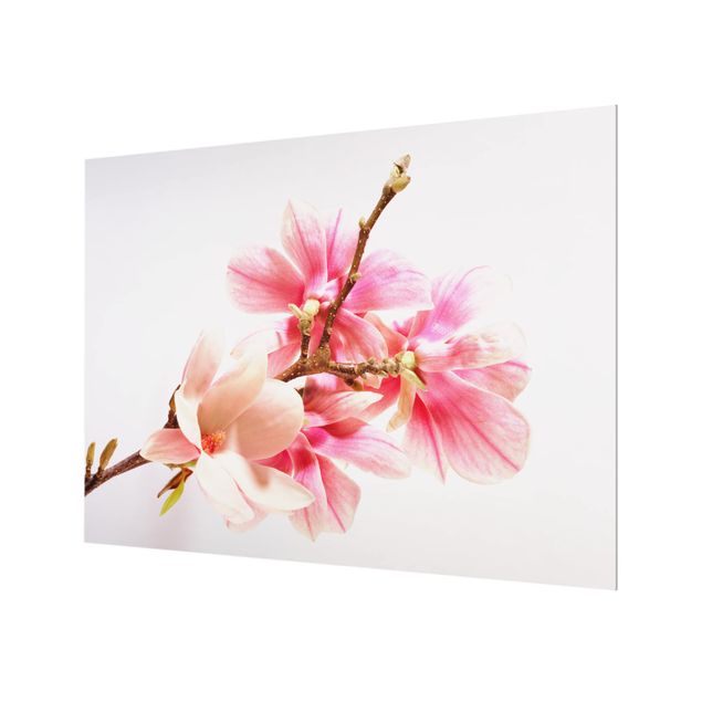Paraschizzi in vetro - Magnolia Blossoms