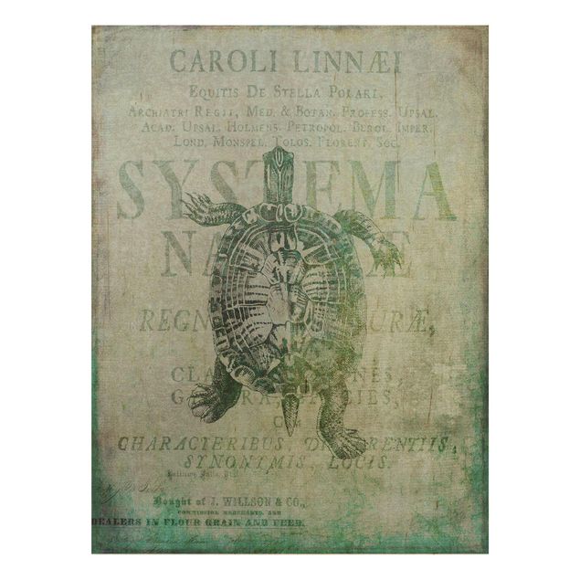 Stampa su legno - Vintage collage - Antique Turtle - Verticale 4:3