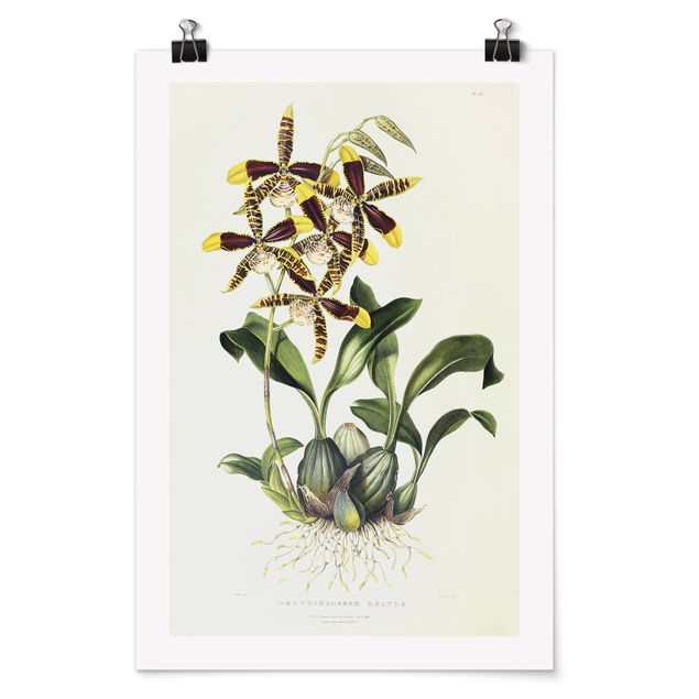 Poster - Maxim Gauci - orchidea II - Verticale 3:2