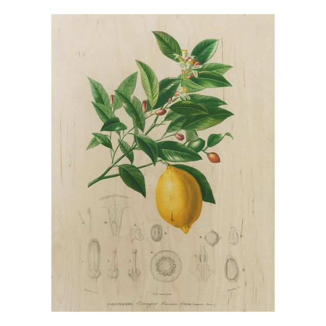 Stampa su legno - Botanica Vintage Illustrazione Di Limone - Verticale 4:3