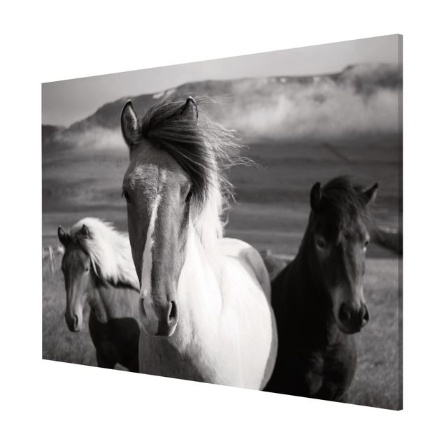 Lavagna magnetica nero Cavalli selvaggi in bianco e nero