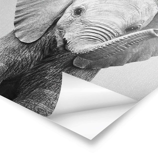 Poster riproduzione - Elefantina Elsa in bianco e nero