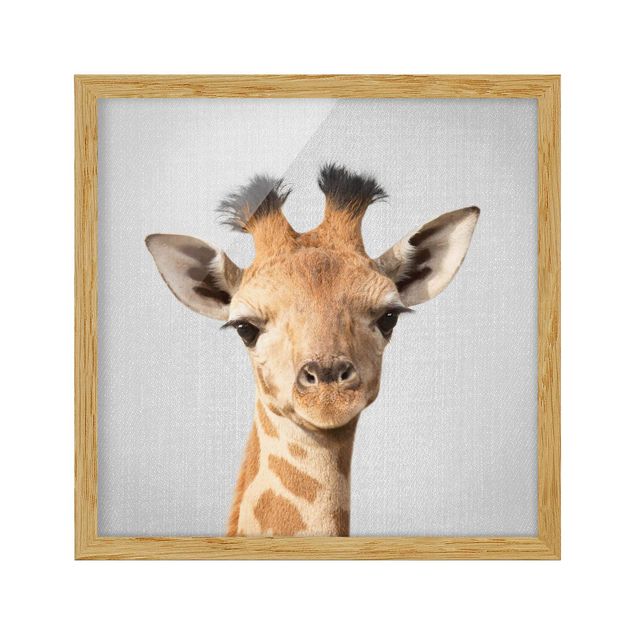 Poster con cornice - Piccola giraffa Gandalf