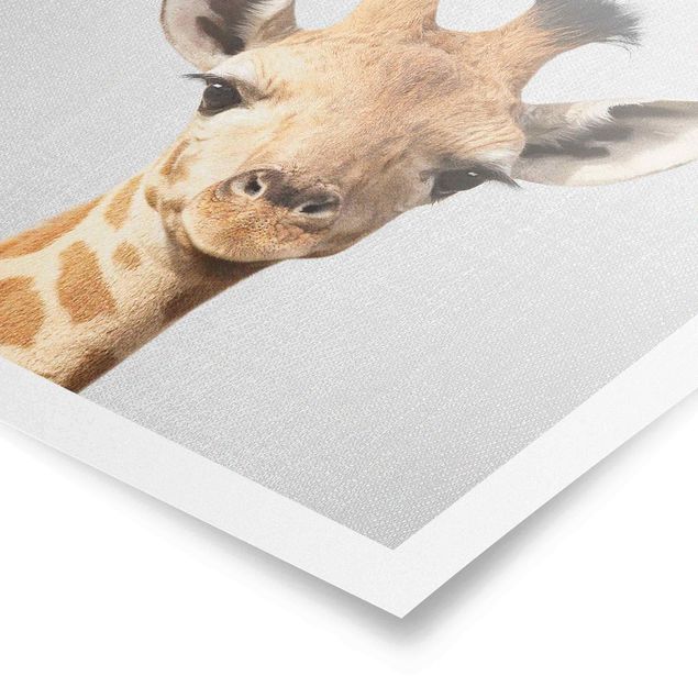 Poster riproduzione - Piccola giraffa Gandalf