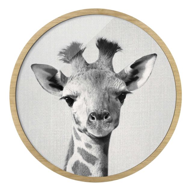 Quadro rotondo incorniciato - Piccola giraffa Gandalf in bianco e nero