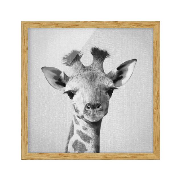 Poster con cornice - Piccola giraffa Gandalf in bianco e nero