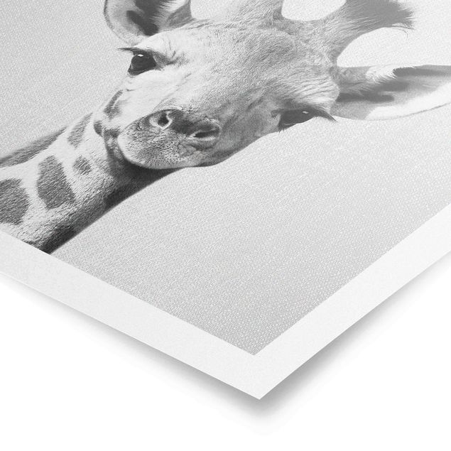 Poster riproduzione - Piccola giraffa Gandalf in bianco e nero
