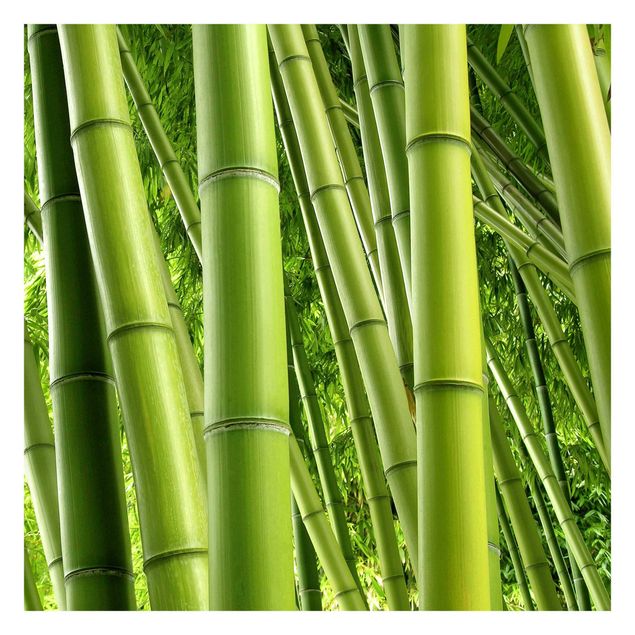 Carta da parati - Bamboo Trees