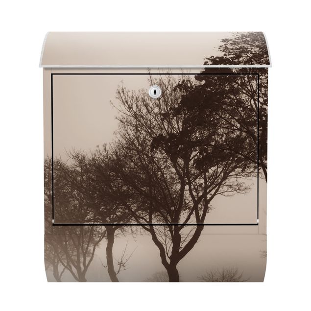 Cassetta postale - Viale alberato nella nebbia mattutina