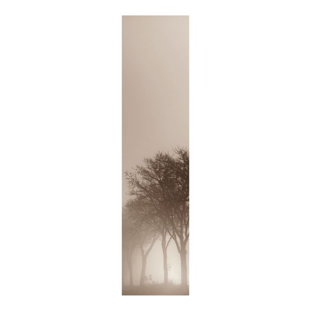 set tende a pannello Albero Avanue nella nebbia mattutina