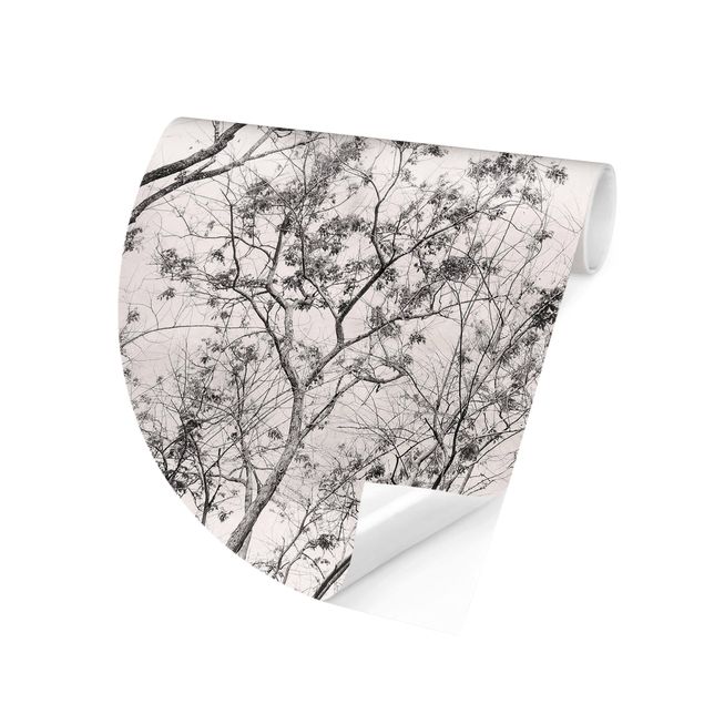 Carte da parati rotonde - Cime degli alberi nel cielo grigio dai toni grigio-caldo
