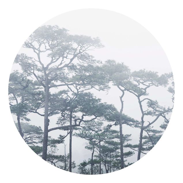 Fotomurale rotondo Cime degli alberi nella nebbia