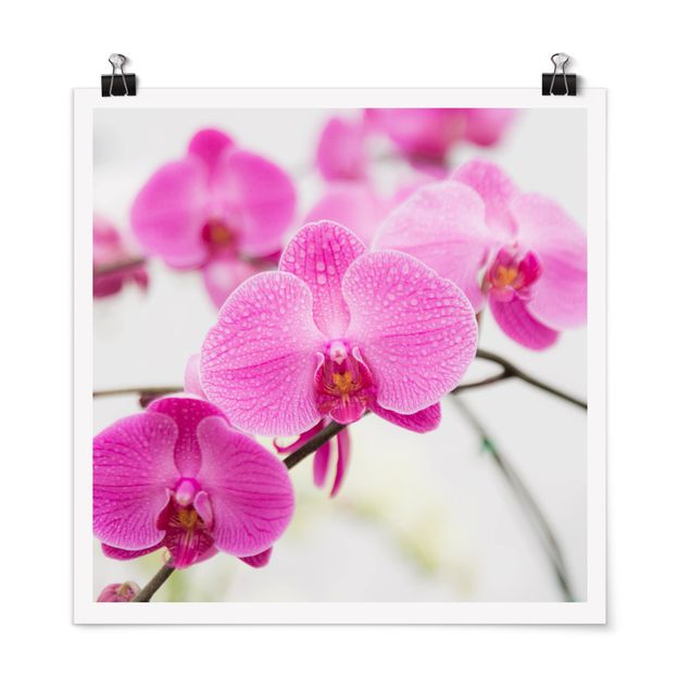 Poster - vicino Orchid - Quadrato 1:1