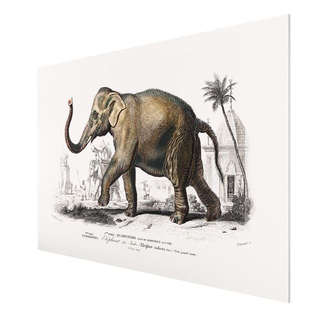Stampa su Forex - Vintage Consiglio Elephant - Orizzontale 2:3