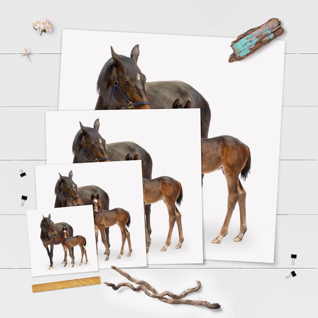 Poster - Trakehner Mare & Foal - Quadrato 1:1