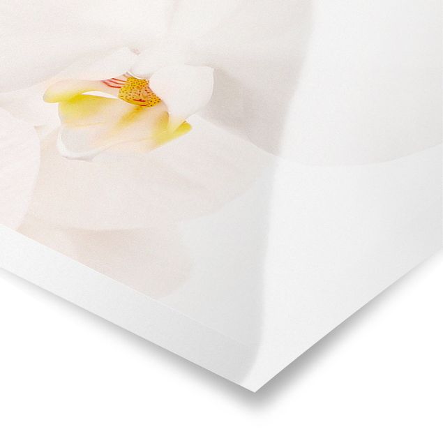 Poster - delicate orchidee - Panorama formato orizzontale
