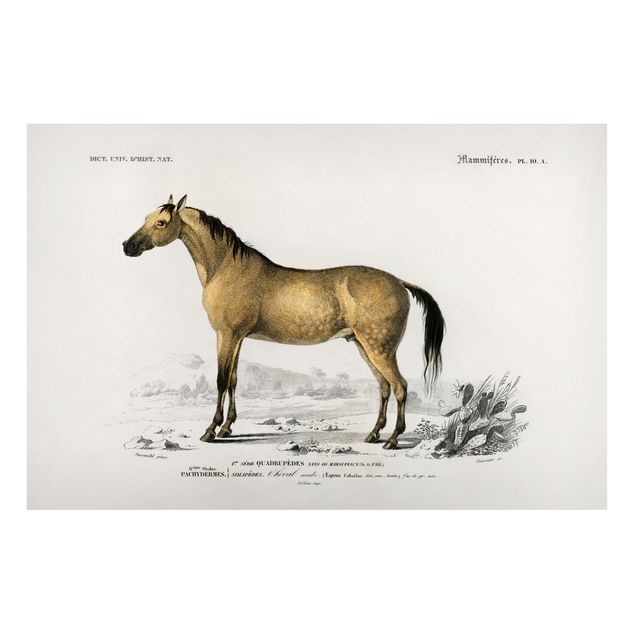 Lavagna magnetica per ufficio Bacheca Vintage Cavallo