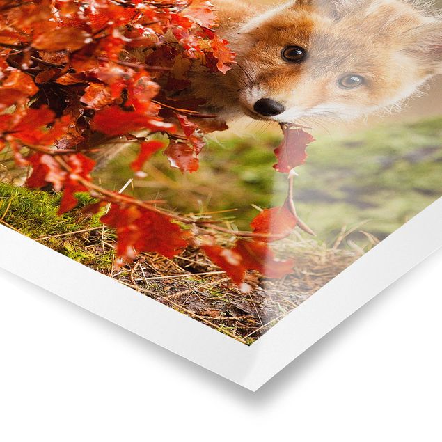 Poster - Fox In The Fall - Quadrato 1:1
