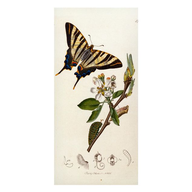 Lavagna magnetica per ufficio John Curtis - Una scarsa farfalla a coda di rondine