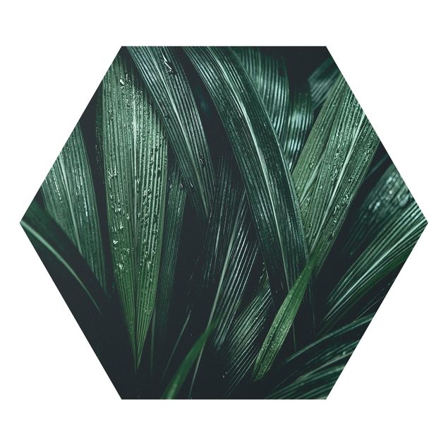 Esagono in forex - Verdi foglie di palma