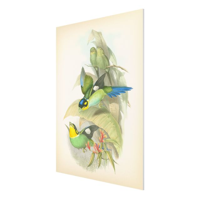 Stampa su Forex - Illustrazione Vintage Uccelli tropicali - Verticale 4:3
